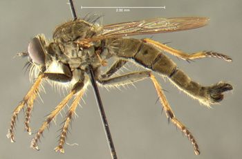 Media type: image;   Entomology 13474 Aspect: habitus lateral view